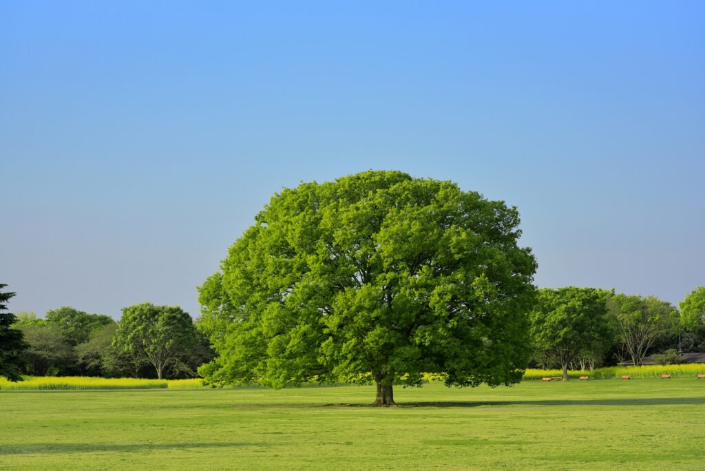保育園だより　令和７年11月
